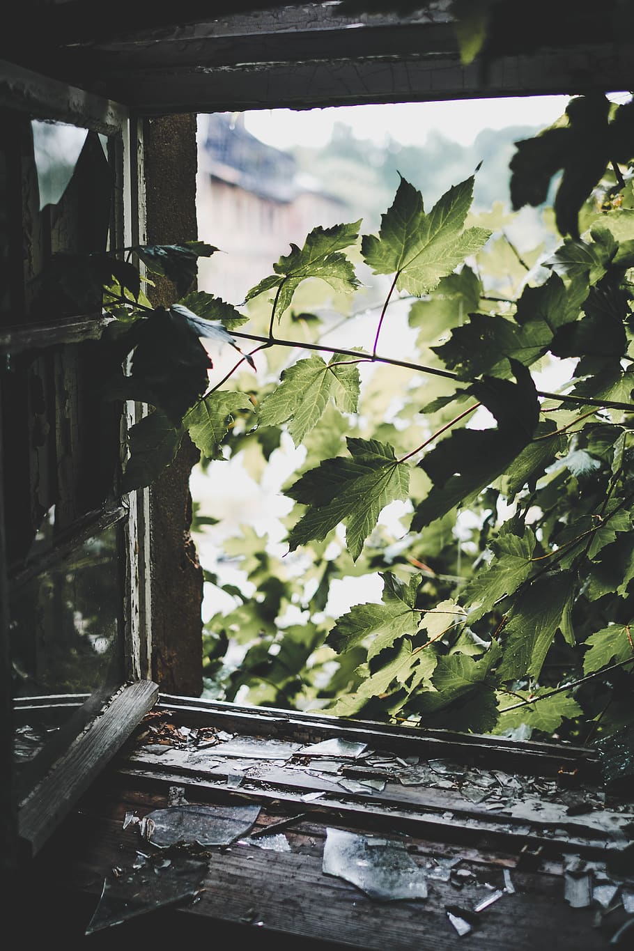 green leafed tree near window, plant part, growth, no people HD wallpaper