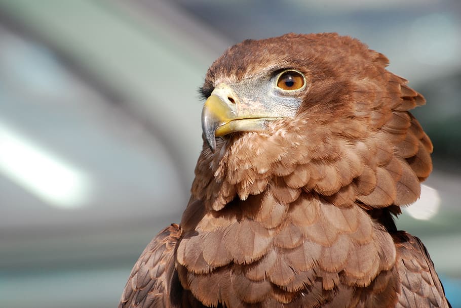 Wooden Brown Eagle Figure, animal, close-up, plumage, animal themes HD wallpaper