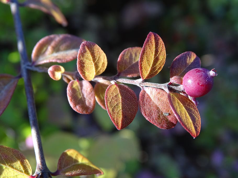 symphoricarpos, shrub, leaf, fall, garden, plants, nature, growth HD wallpaper