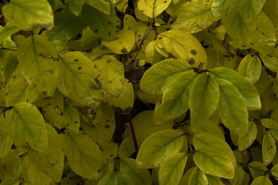 autumn, forest, drops, wet, green, yellow, pyrenees, leaf, plant part HD wallpaper