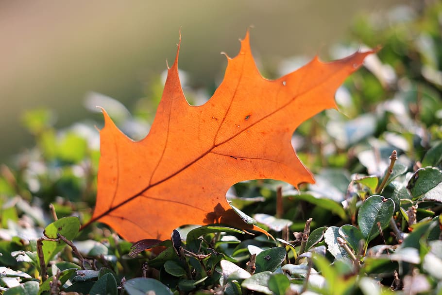oak, quercus, leaf, transparent, brown, autumn, colorful, backlight HD wallpaper
