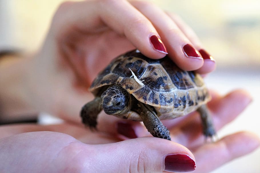 turtle, cub, reptile, terrestrial, greek, tan, tropical, shell HD wallpaper