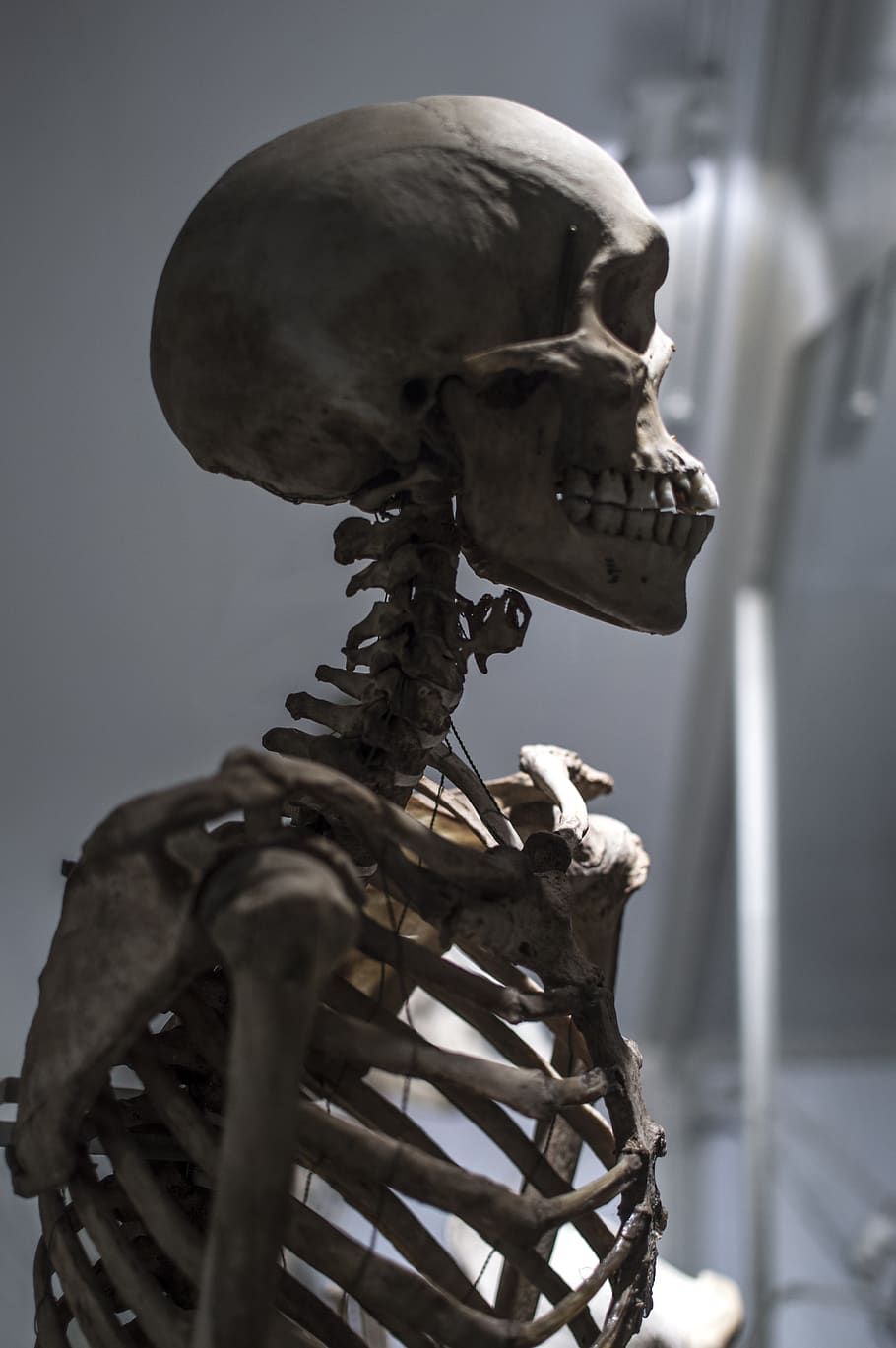 skeleton, bones, death, halloween, gothic, anatomy, human, spooky HD wallpaper