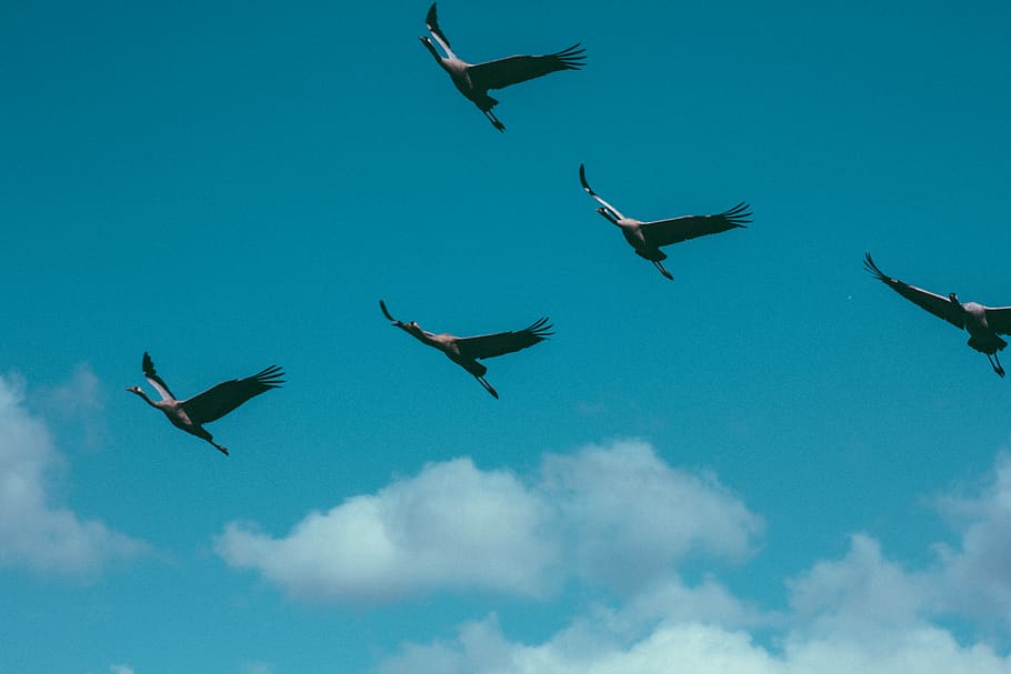 israel, agamon hula, flying, animal themes, animals in the wild HD wallpaper