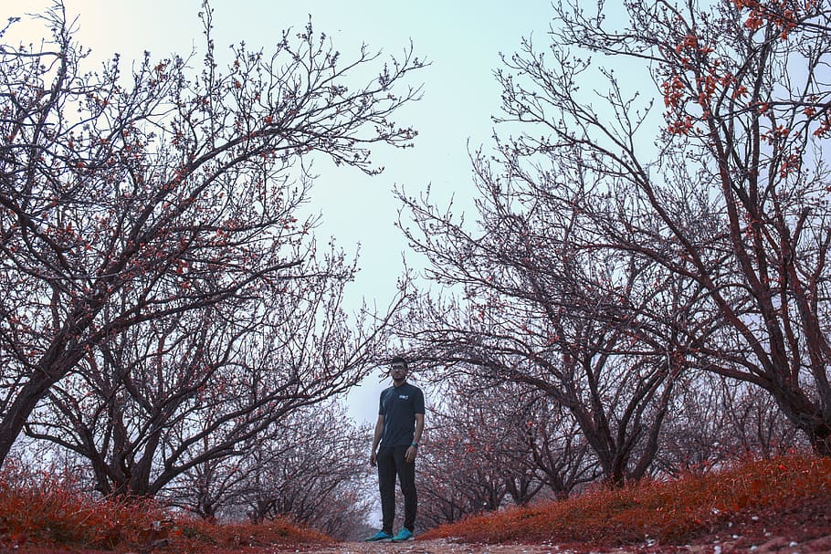 algeria, forest, man, trees, one person, real people, lifestyles HD wallpaper