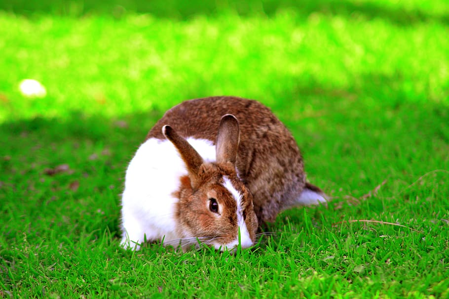 rabbit, animal, nature, easter, bunny, grass, pet, furry, cute HD wallpaper