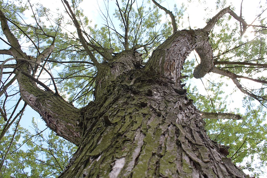 wood, bark, branches, log, moss, tree, tree trunk, plant, low angle view HD wallpaper