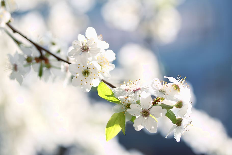 flowers, white, spring, nature, plant, garden, tree, flowering HD wallpaper