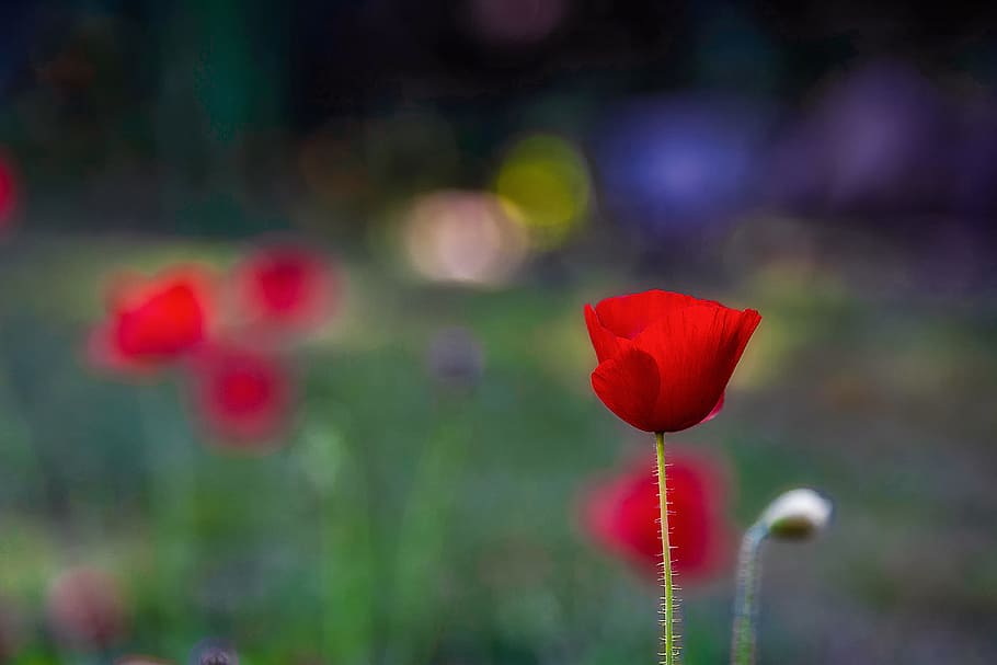 HD wallpaper: Single Poppy, red, flower, nature, blur, stem, floral, bokeh  | Wallpaper Flare
