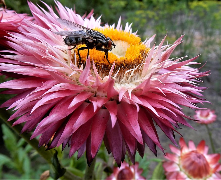 nature, plant, bug, summer, close, garden, petal, bees, flowers HD wallpaper