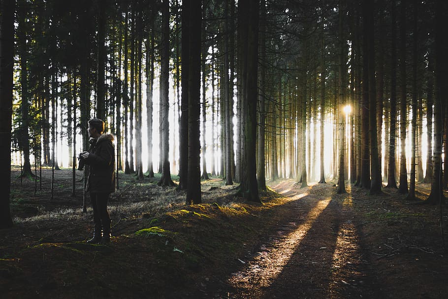 austria, sunrays, light, woods, trees, girl, photography, forest HD wallpaper