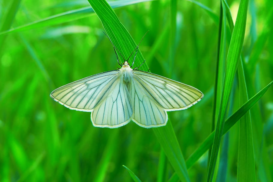 animal wildlife, plant, animal themes, green color, one animal HD wallpaper