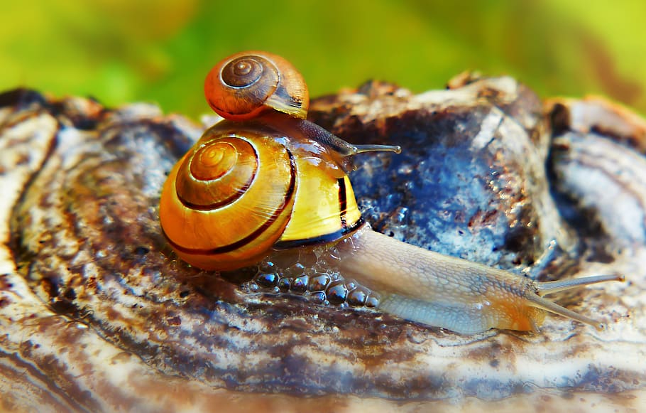 brown snail on tree, animal wildlife, animals in the wild, animal themes HD wallpaper