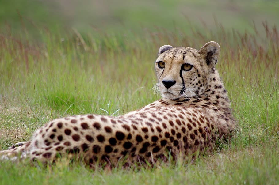 feline, cheetah, leopard, cheetahs, predator, nature, animal HD wallpaper