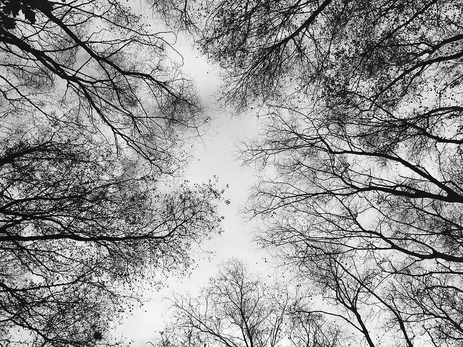 fall, autumn, winter, branches, upshot, sky, black and white HD wallpaper