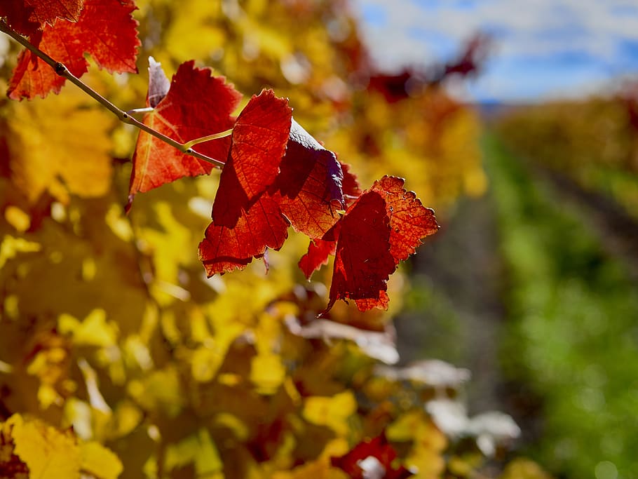 vine, wine, vineyard, nature, leaves, autumn, leaf, change HD wallpaper