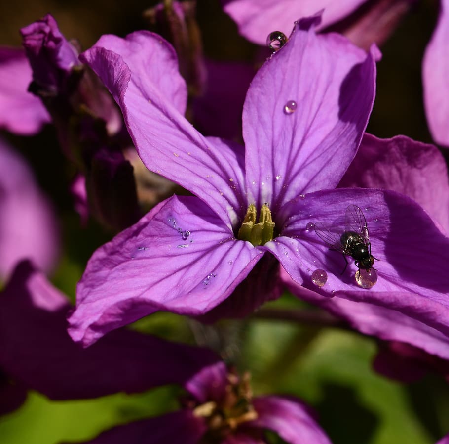 flower, insect, nectar, spring, color, drop, flowering plant HD wallpaper
