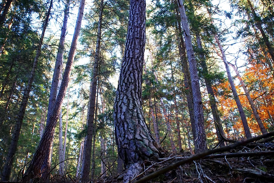 pine, tree, bark, forest, autumn, conifer, wood, nature, mixed forest HD wallpaper
