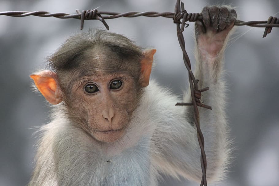 monkey, india, animal, cute, face, mammal, primate, animal wildlife HD wallpaper