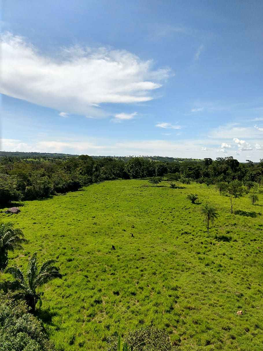 nature, forest, landscape, plant, green color, environment HD wallpaper