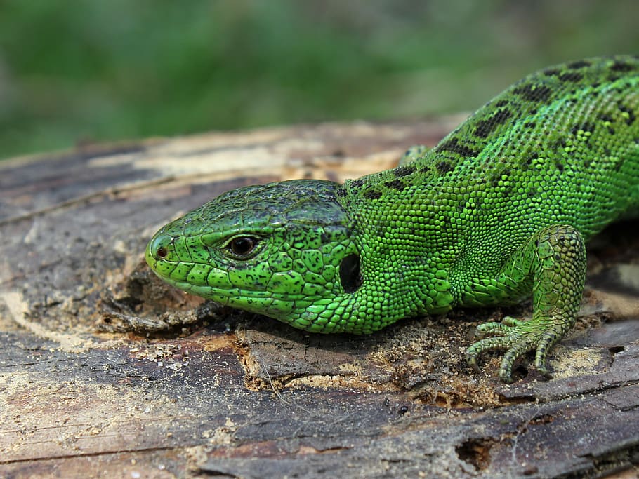 Green Lizard, close-up, macro, green color, animal wildlife, one animal HD wallpaper