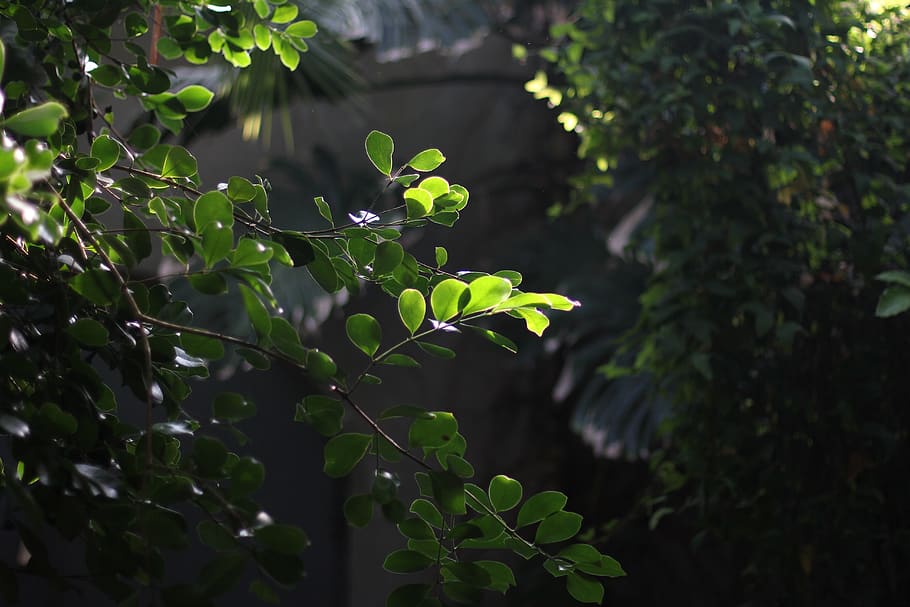 germany, konstanz, tree, nature, leaf, plant, growth, plant part HD wallpaper