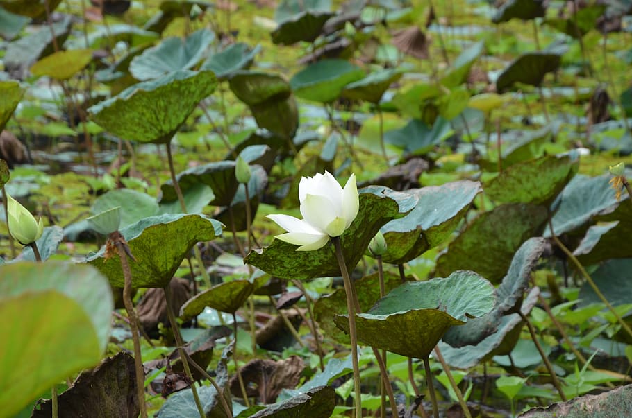 lotus, white, flower, leaf, nice, water, the garden, plant HD wallpaper