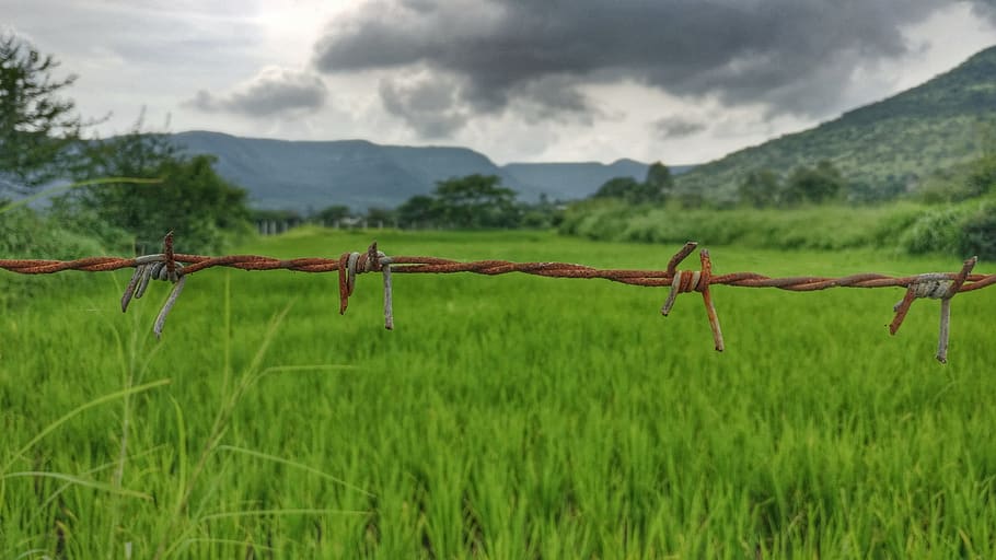 wire, nature, fence, tree, landscape, grass, green color, plant HD wallpaper