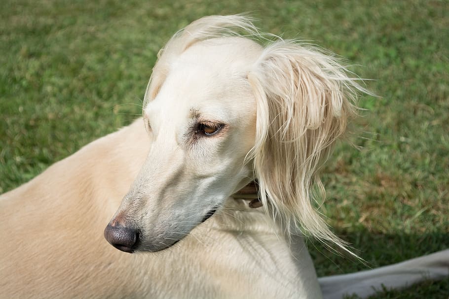 saluki, persian greyhound, dog, pet, portrait, white, beauty, HD wallpaper