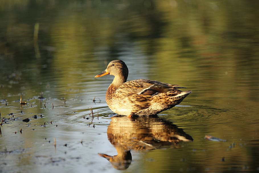mallard, female, pond, reflection, bird, animal themes, lake HD wallpaper