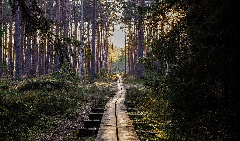 Empty Wooden Pathway in Forest, dawn, daylight, environment, footpath HD wallpaper