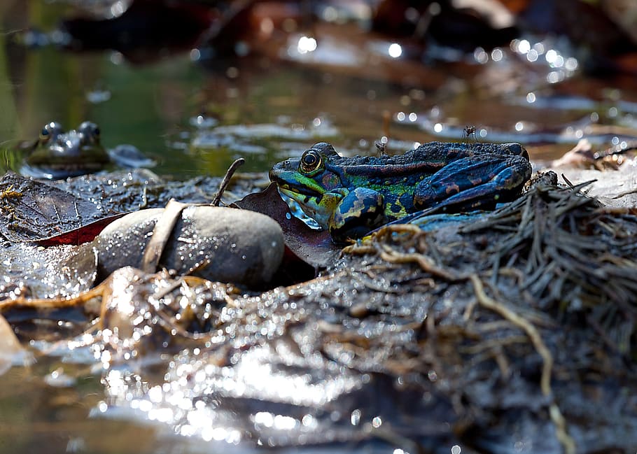 frogs, mosquitoes, pond, nature, water, animal, croaking, live HD wallpaper