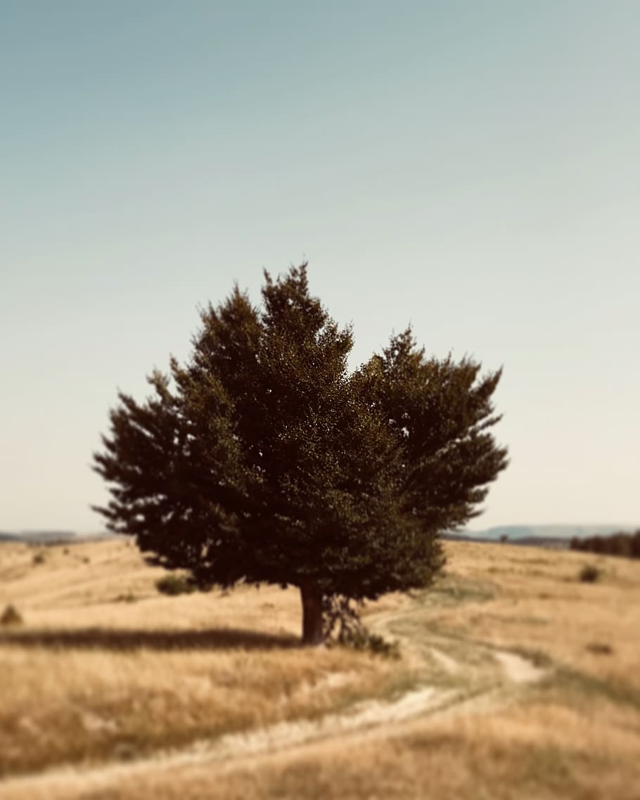 romania, cluj county, single, desert, hills, treeoflife, bluesky HD wallpaper