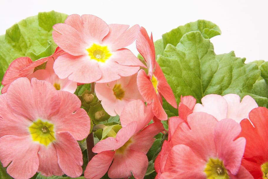 prim, primrose, fresh, flower, nature, fragrance, garden, blooming, HD wallpaper