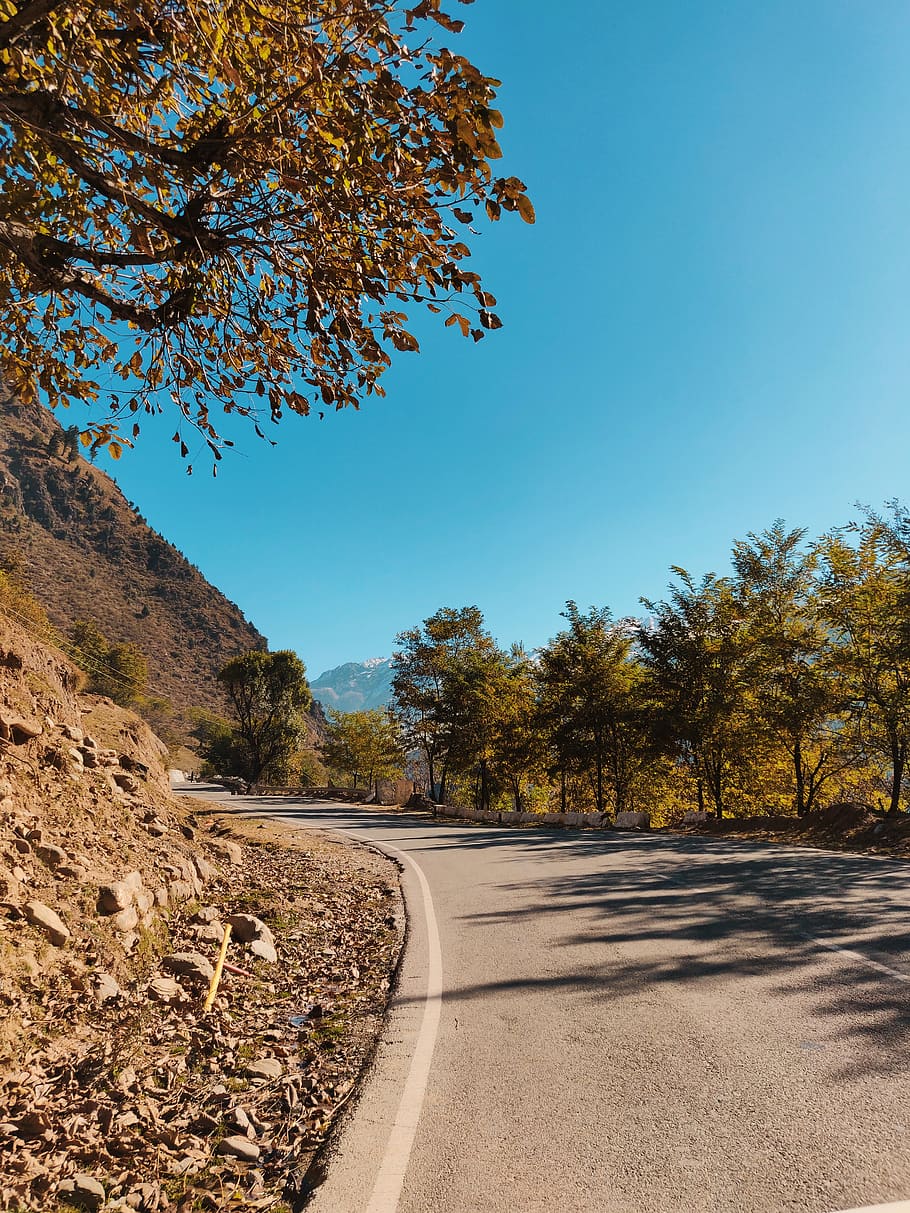 Gray Concrete Street Beside Green Trees, curve, daylight, environment HD wallpaper