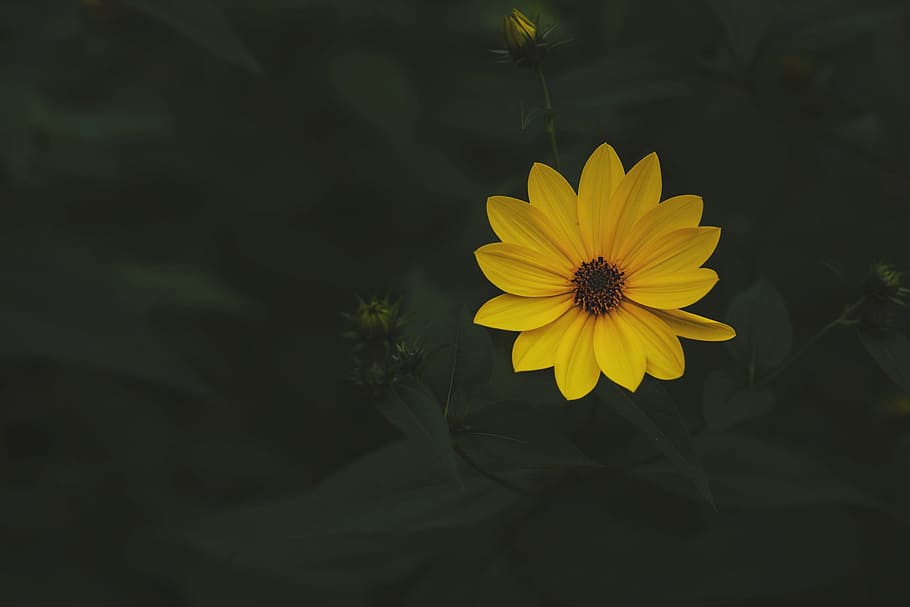 Perfect Yellow Flower Photo, Flowers, Backgrounds, flowering plant HD wallpaper