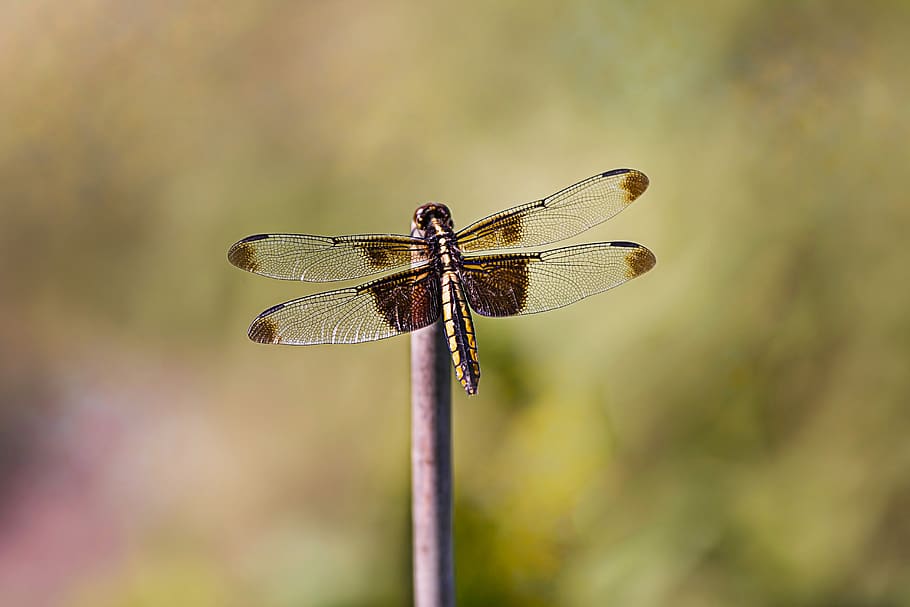 dragonfly, insect, nature, wings, bug, outdoors, summer, invertebrate HD wallpaper