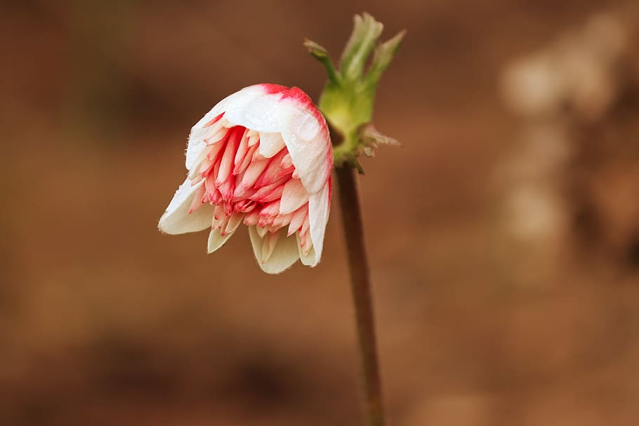 bud, blossom, bloom, red, white, plant, flower, nature, winter HD wallpaper