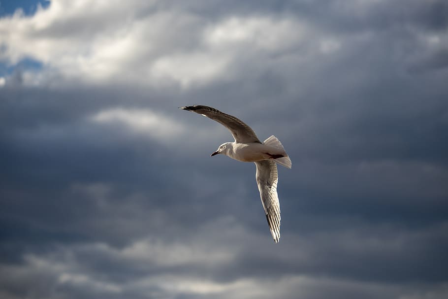 seagull, flying, bird, animal, wing, nature, dom, flight, sunlight HD wallpaper