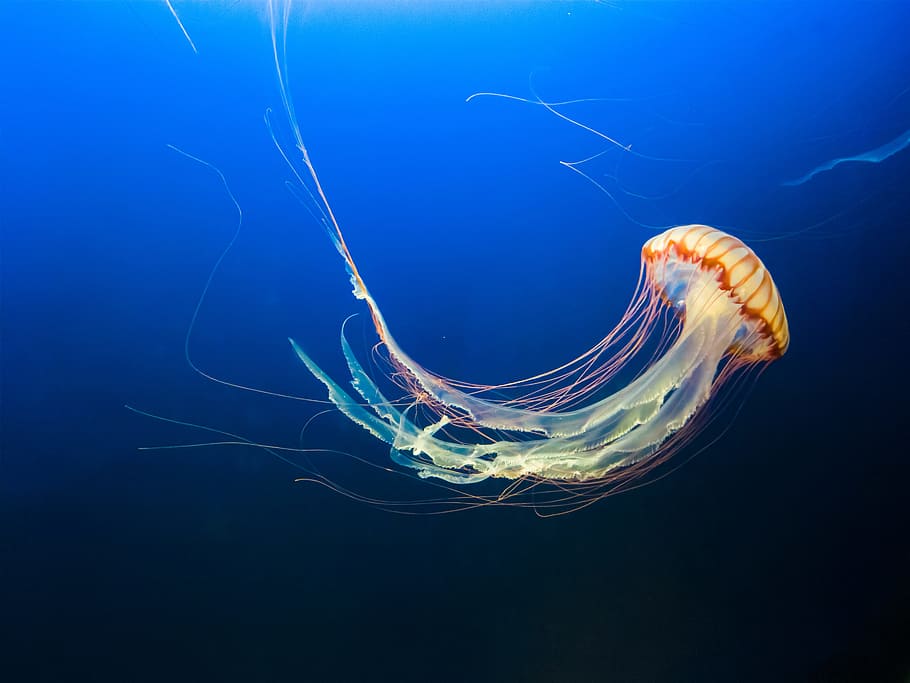 photo of brown jellyfish, water, orange, blue, underwater, swim, HD wallpaper