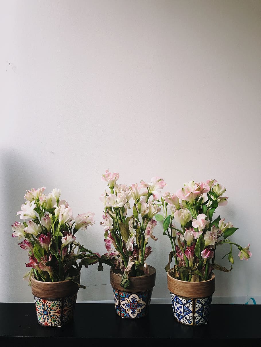 light, flowers, plant, flowering plant, potted plant, vulnerability HD wallpaper