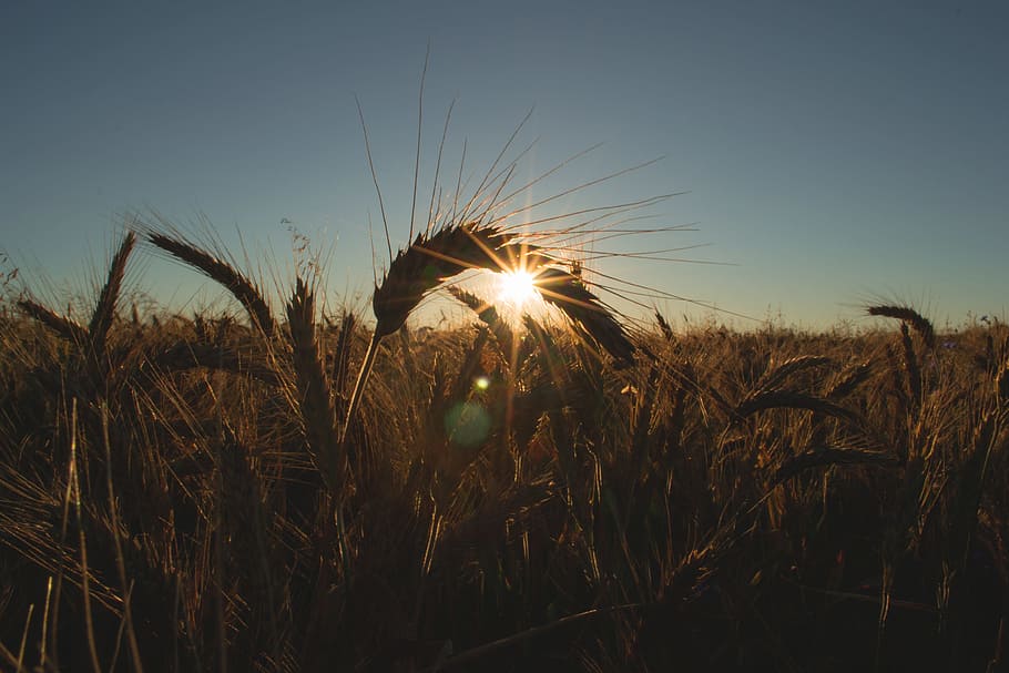 Wheat Field, agriculture, backlit, bread, cereal, countryside HD wallpaper