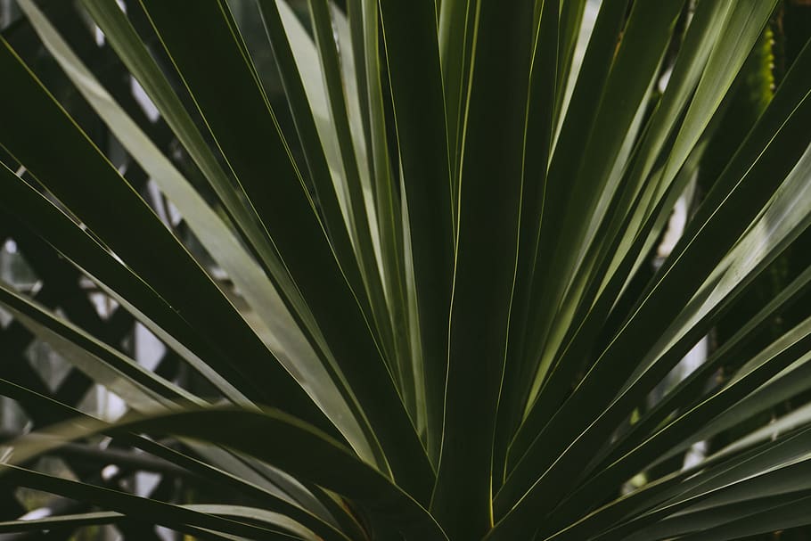 Green Leafed Plant, botanical, bright, cactus, close-up, garden HD wallpaper