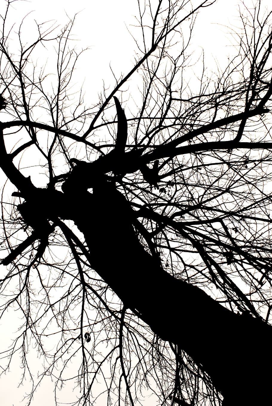 iran, tehran, باغ ایرانی, tree, photography, silhouette HD wallpaper