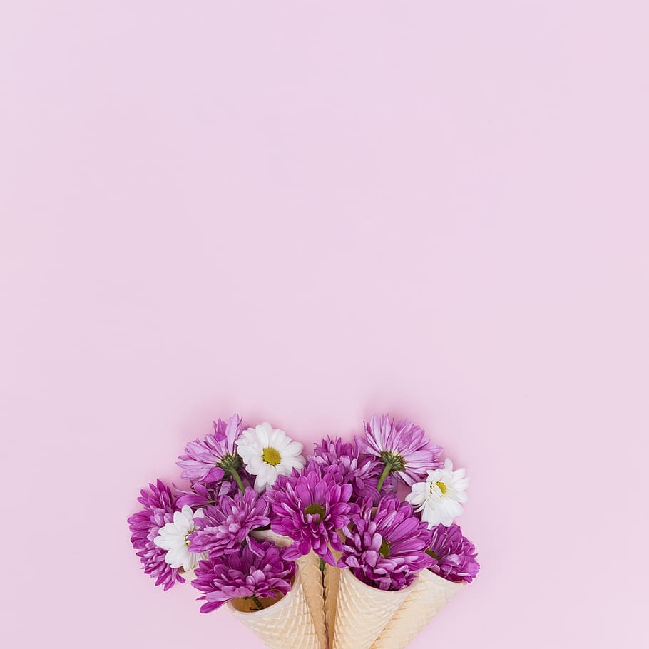 flower, nature, flora, summer, leaf, flowering plant, pink color HD wallpaper