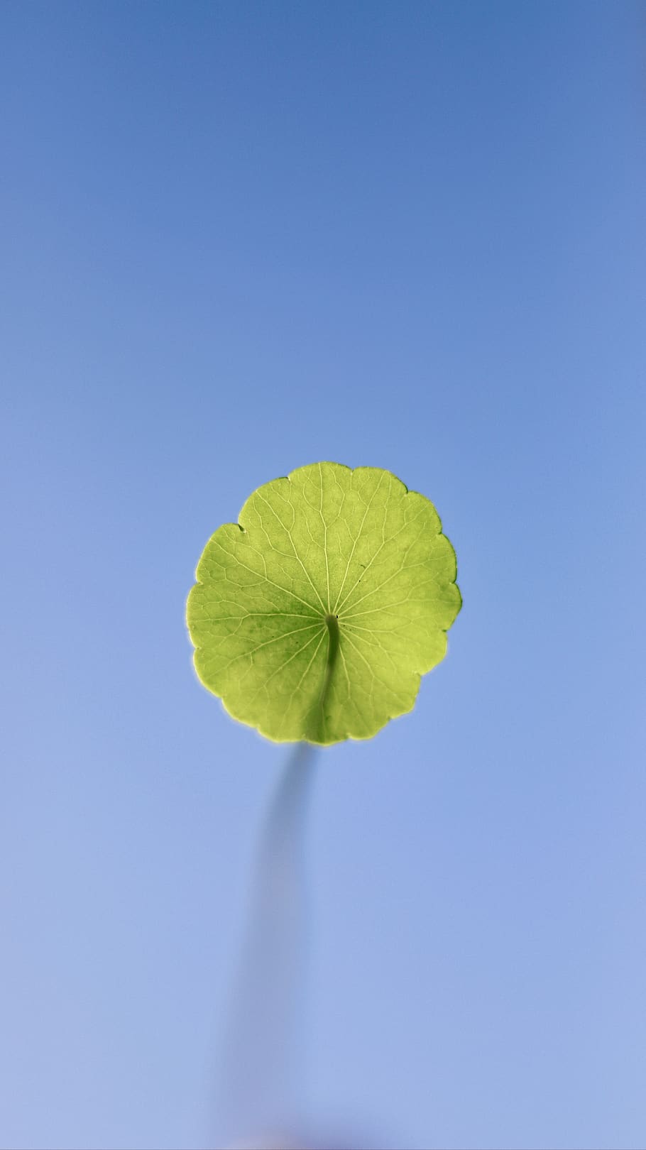 green leaf, blossom, flower, flora, plant, geranium, flax, grass HD wallpaper