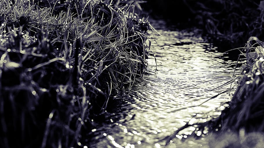 waterdrops, tiny, river, black'n'white, liquid, nature, selective focus HD wallpaper