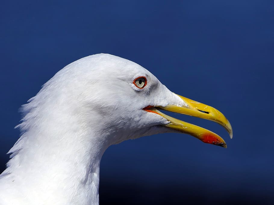 gull, head, portrait, close up, yellow beak, bird, animal, wallpaper HD wallpaper
