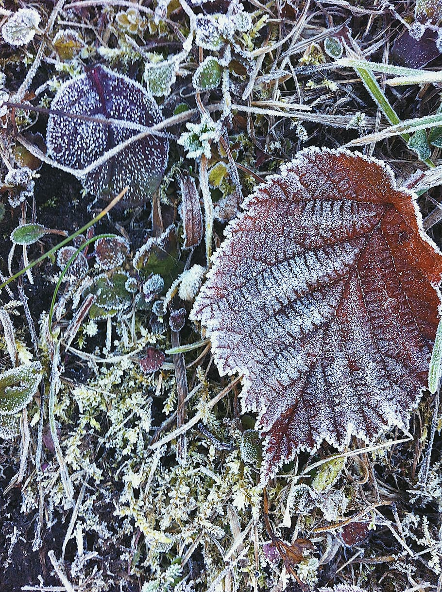 frozen, leaves, autum, cold temperature, winter, leaf, plant part HD wallpaper