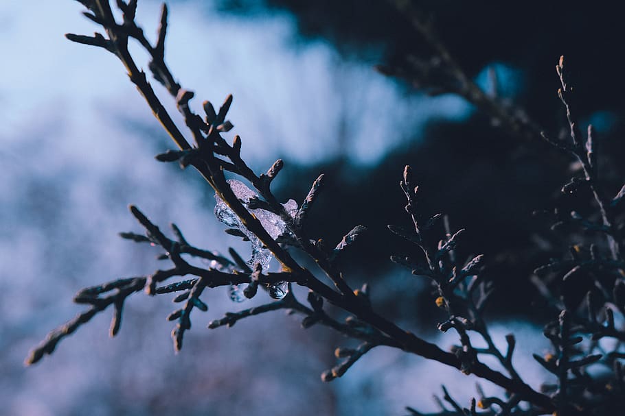 snow, nature, macro, plant, tree, beauty in nature, no people HD wallpaper